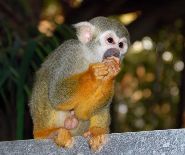 Common Squirrel Monkey — Stock Photo, Image