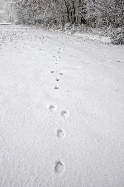 Spoors d'un cerf dans la neige — Photo