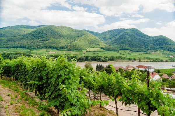 Vista sul vigneto al fiume Danubio — Foto Stock