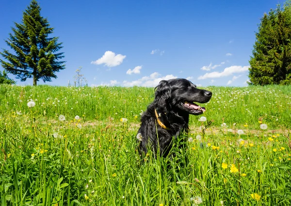 Hunden sitter i en Sommaräng — Stockfoto