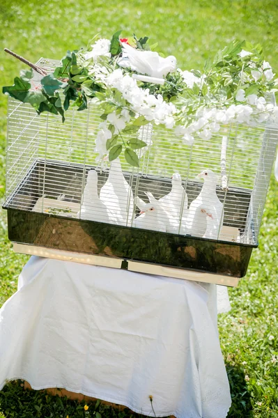 Cage de colombe décorative — Photo