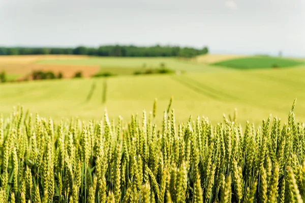 Cornfield em Upper Austria — Fotografia de Stock