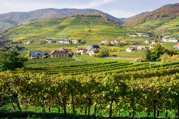 Виноградна лоза пагорби в нижній Австрії — стокове фото