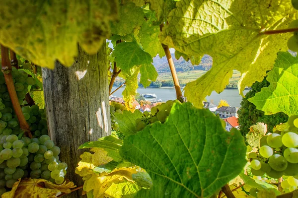 Vue à travers la vigne — Photo