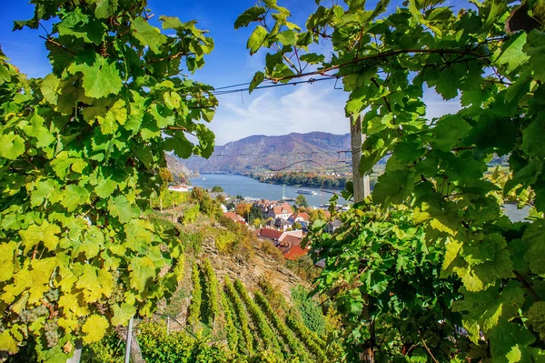 Natural frame in a Vineyard — Stock Photo, Image