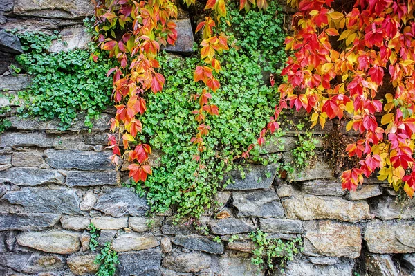 Bir taş duvara sonbahar yaprakları — Stok fotoğraf