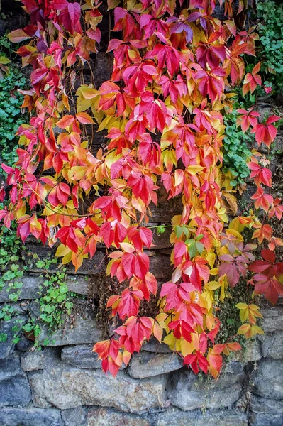 Paroi rocheuse avec feuilles d'automne — Photo