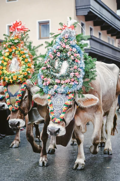 Decorated Cows in Austria — Stock Photo, Image