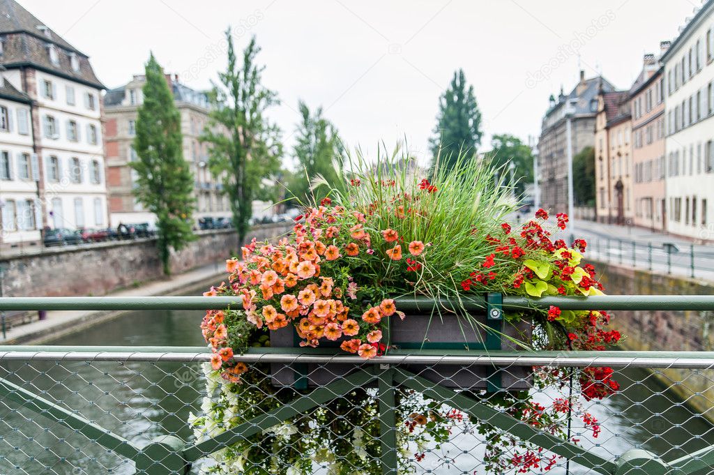 Flower on a Bridge