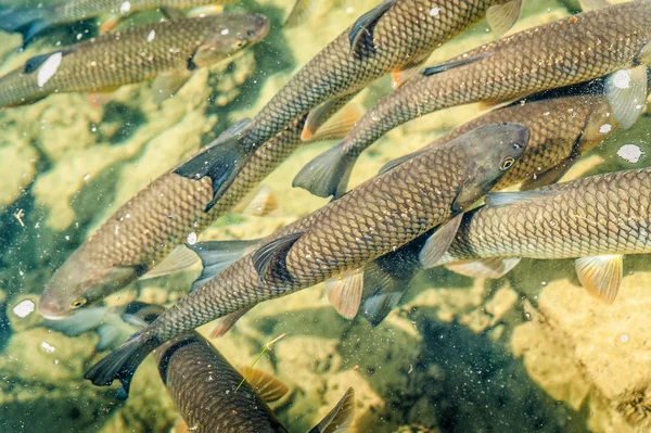 Einige Forellen in einem Teich — Stockfoto