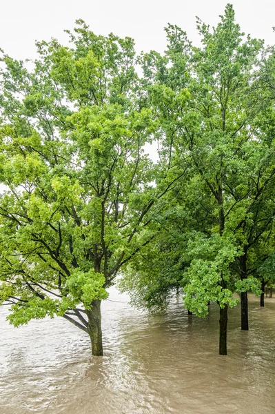 Bäume im Hochwasser — Stockfoto