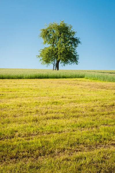 Äppelträd i ängen — Stockfoto