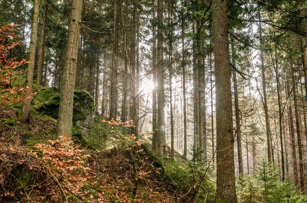 Sol em uma floresta de outono — Fotografia de Stock