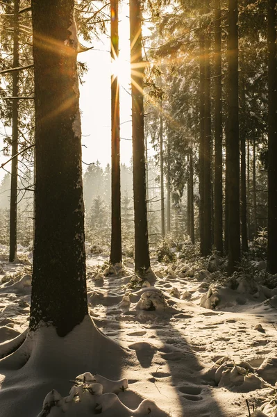 Soleil dans une forêt d'hiver — Photo