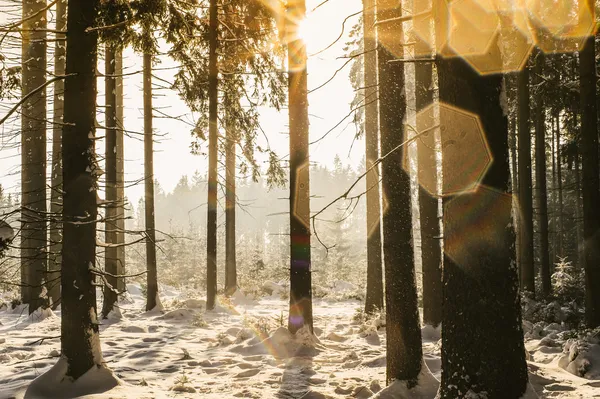 Winter forest met lens vlekken — Stockfoto