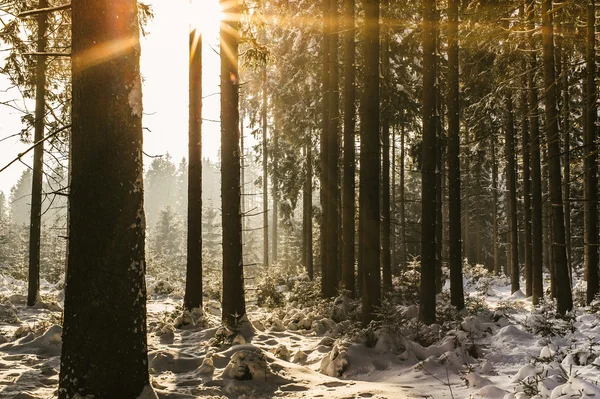 Pôr do sol na floresta de inverno — Fotografia de Stock