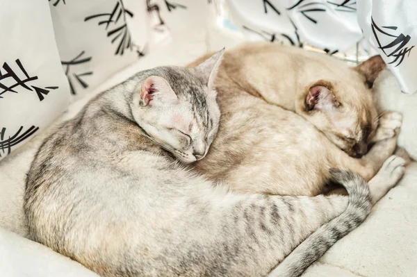 Två slepping katter — Stockfoto