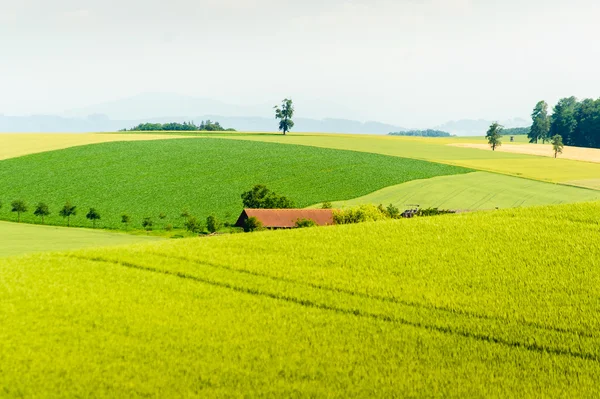 Landelijk zomerlandschap — Stockfoto