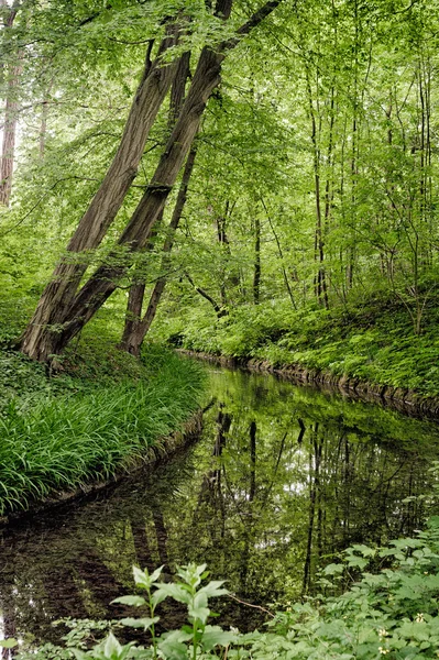 Beautiful summer Landscape with Creek — Stock Photo, Image