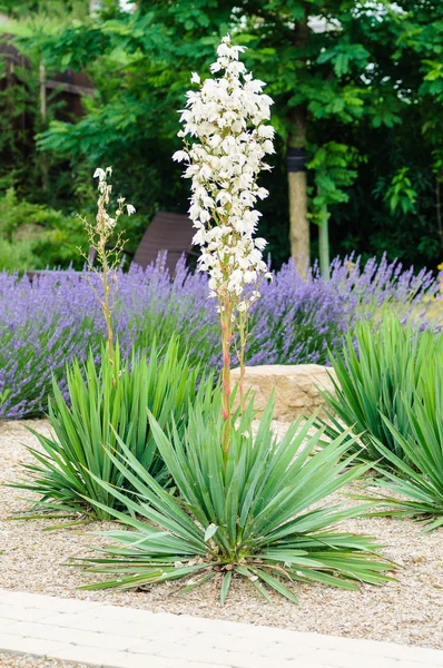 Biały kwitnący yucca — Zdjęcie stockowe
