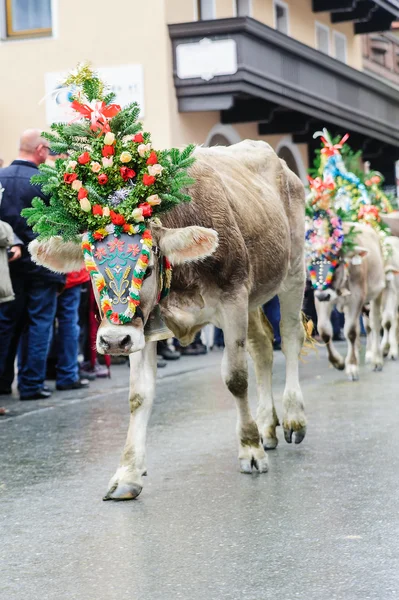 Фестиваль коров с молодым теленком — стоковое фото