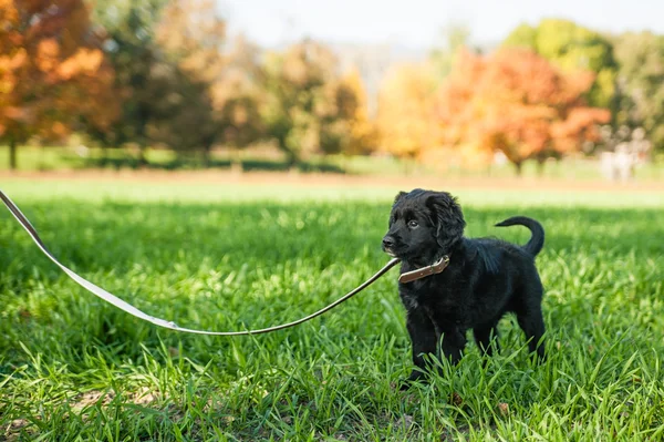 Genç retriever köpek tasmalı — Stok fotoğraf