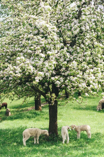 Kudde schapen onder een boom — Stockfoto