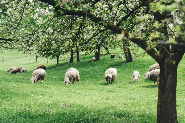 Ovelhas em uma paisagem de primavera — Fotografia de Stock