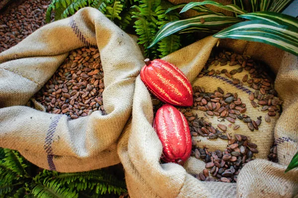 Какао-бобы и фрукты — стоковое фото