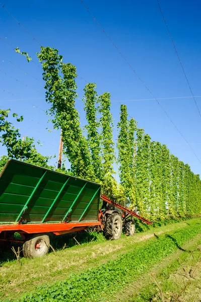 Harvester op een veld hop — Stockfoto