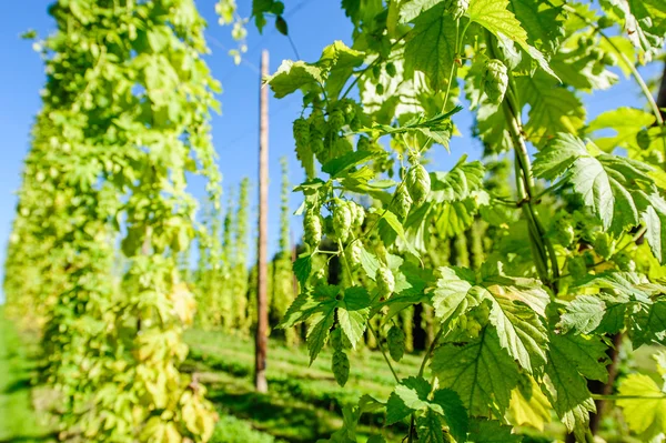 Oostenrijkse hop plantage — Stockfoto