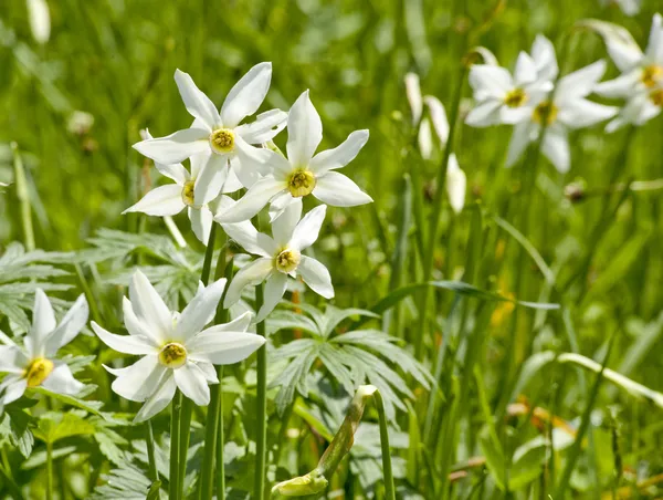 在一片草地上的白色 daffs — 图库照片