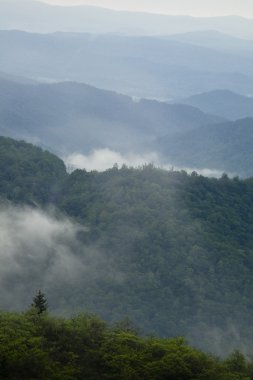 Sisin içinde sırtlar