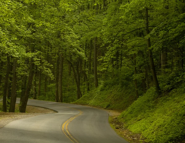 Estrada para a floresta — Fotografia de Stock