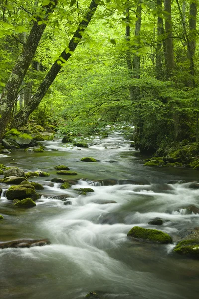 Corrente di montagna — Foto Stock