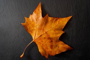 Sonbahar yaprakları, sonbahar yaprakları, sonbahar yaprakları ve doğa konseptinde yaşam döngüsü teması. Yüksek kontrastlı ışık nedeniyle koyu siyah bir taşın üzerinde ıslak sarı ve turuncu ölü bir akçaağaç yaprağı.