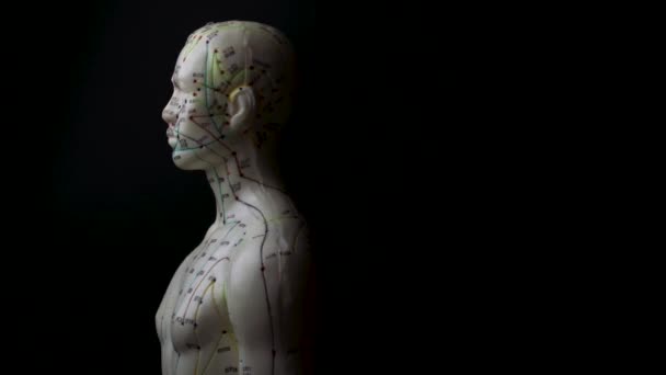 Rotating Acupuncture Mannequin Model Showing Meridians Human Body Spin Moody — Stock video