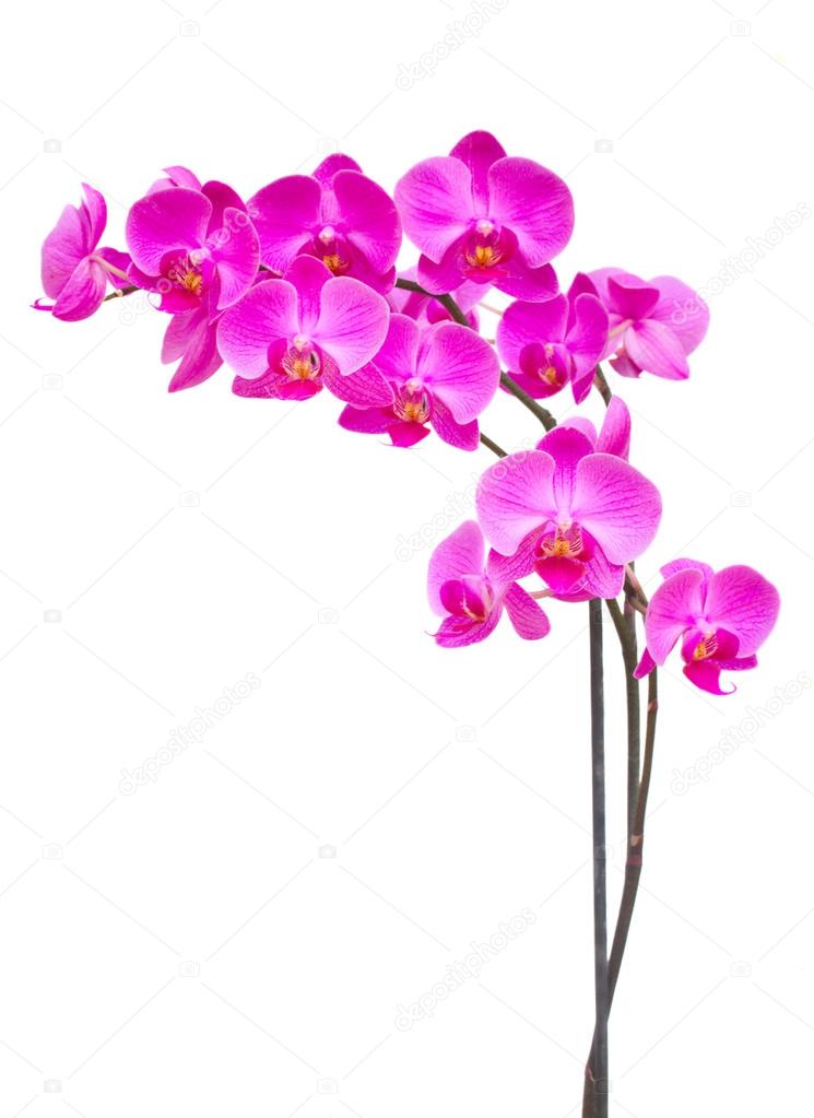 Purple orchid branch — Stock Photo © Neirfys 12520308