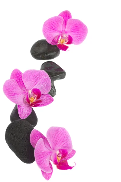 Hranice orchidej a zen kamenů — Stock fotografie