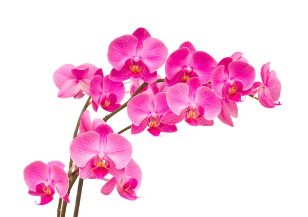 Orchideas — Stockfoto