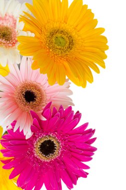 sınır gerbera çiçekleri