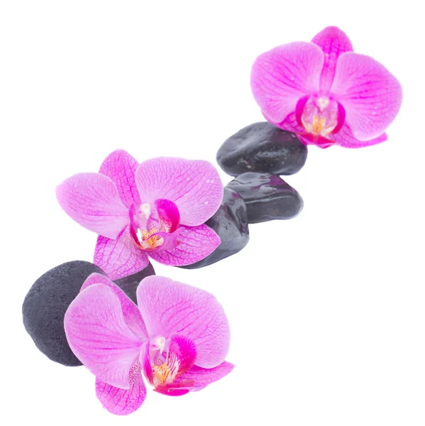 Frontera de orquídeas y piedras zen — Foto de Stock