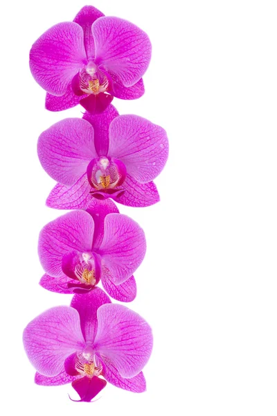 Bloemen van de orchidee grens — Stockfoto