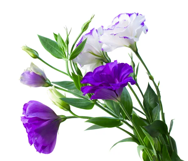 トルコギキョウの花の花束 — ストック写真