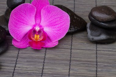 Zen taşlar ve orkide