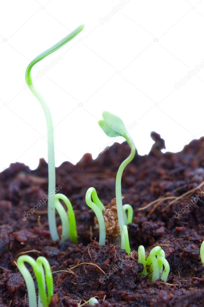Spring sprouts
