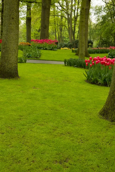 Gräsmattan i vårträdgård — Stockfoto