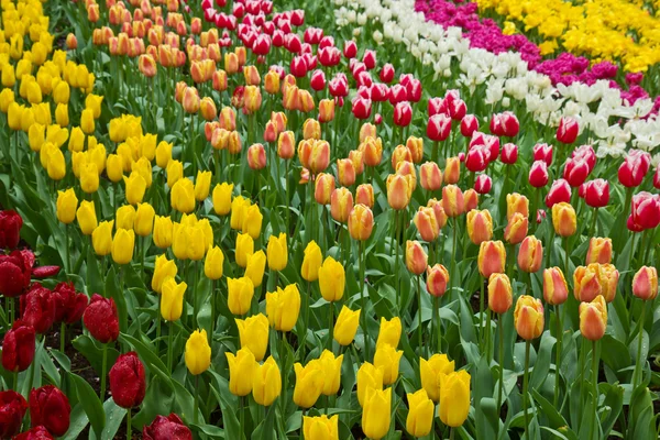 Holland tulipas campo — Fotografia de Stock