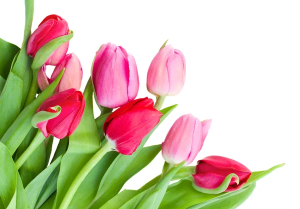 Frische rosa Tulpen — Stockfoto