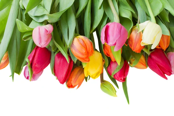 Spring tulips border — Stock Photo, Image